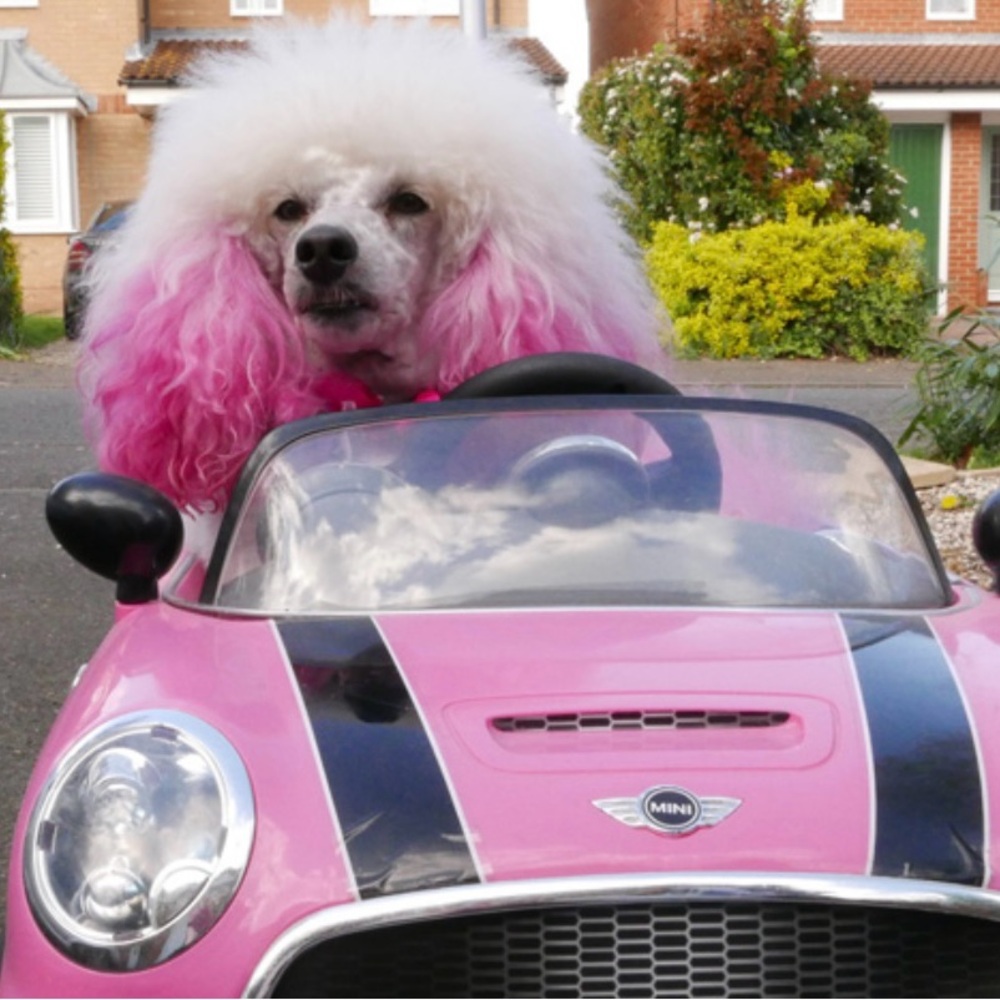 Posh Pet items in my closet! Keep you pet looking fabulous!